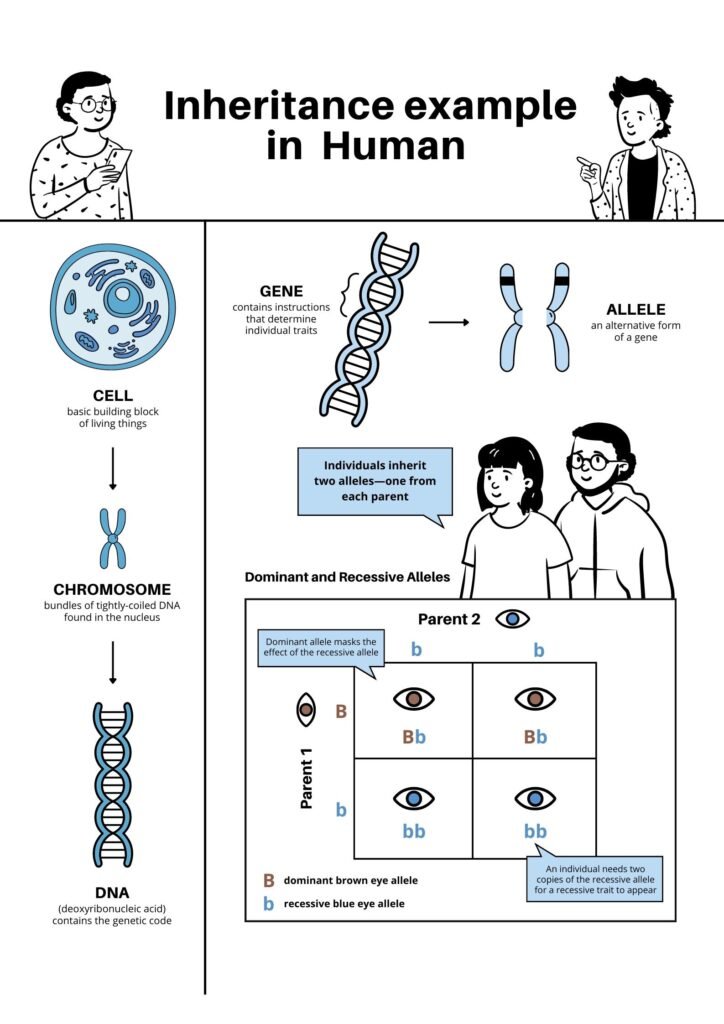 example-of-inheritance-in- human-life-system